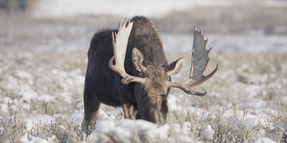 Men's Unbreakable Beard Oil