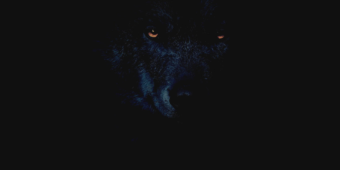 A video of a black wolf endorsing Silent Hunter Body oil and Butter
