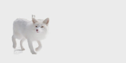 Women's Arctic Radiance Body Oil