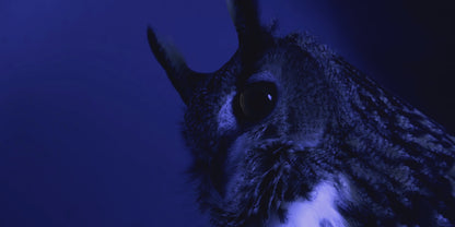 Women's Aurora Glow Body Butter