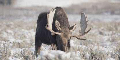 Men's Unbreakable Body Oil