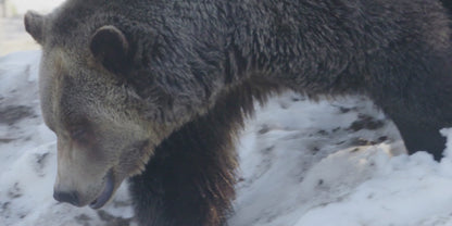 Men's Fearless Body Oil