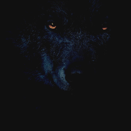 A video of a black wolf in a dark background with wild crafted elixirs product