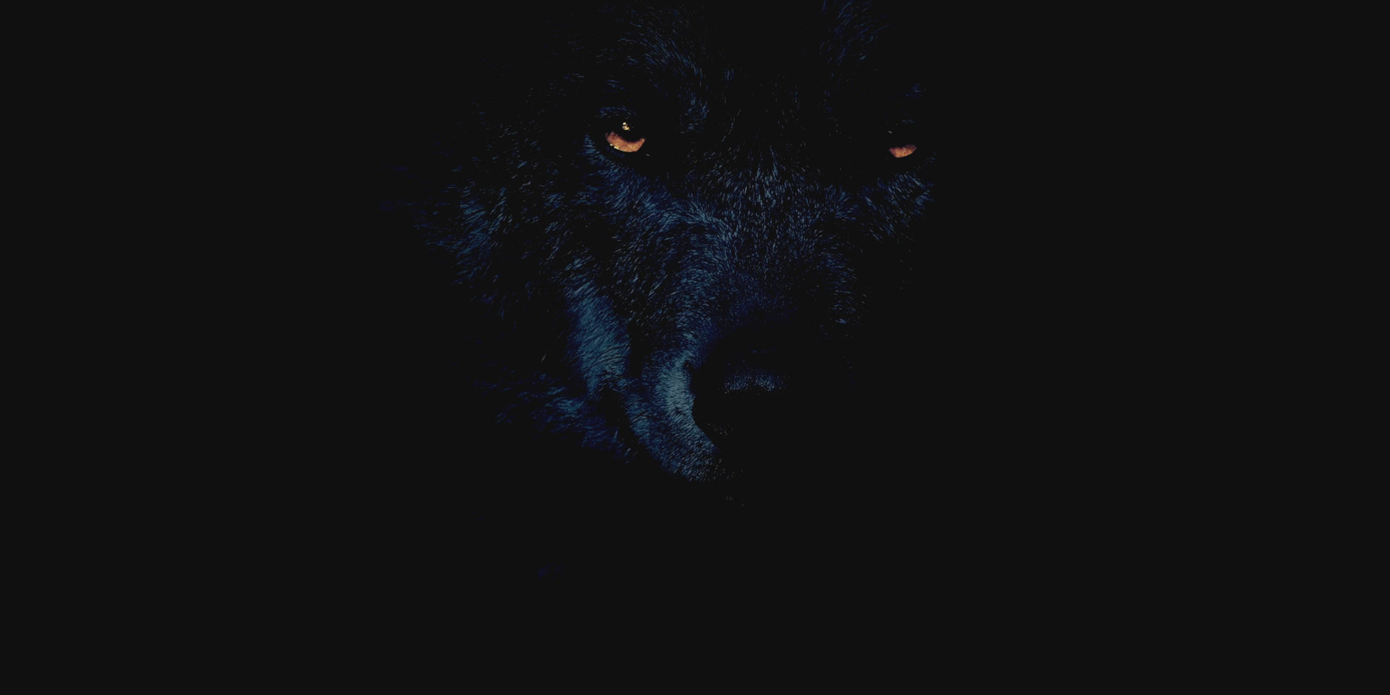 A video of a black wolf in a dark background with wild crafted elixirs product