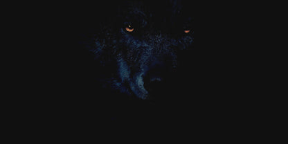 A video of a black wolf in a dark background with wild crafted elixirs product