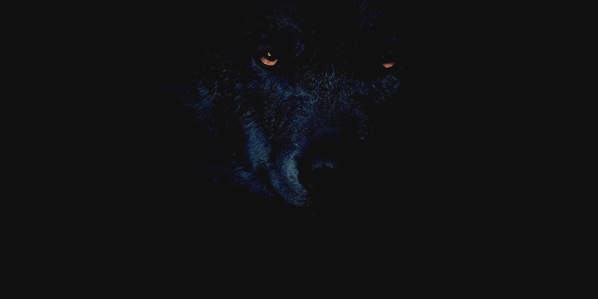 A video of a black wolf in a dark background with wild crafted elixirs product