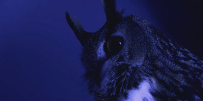 Women's Aurora Glow Body Oil