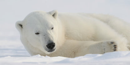 Women's Glacier Silk Body Butter