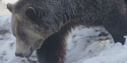 Men's Fearless Beard Oil